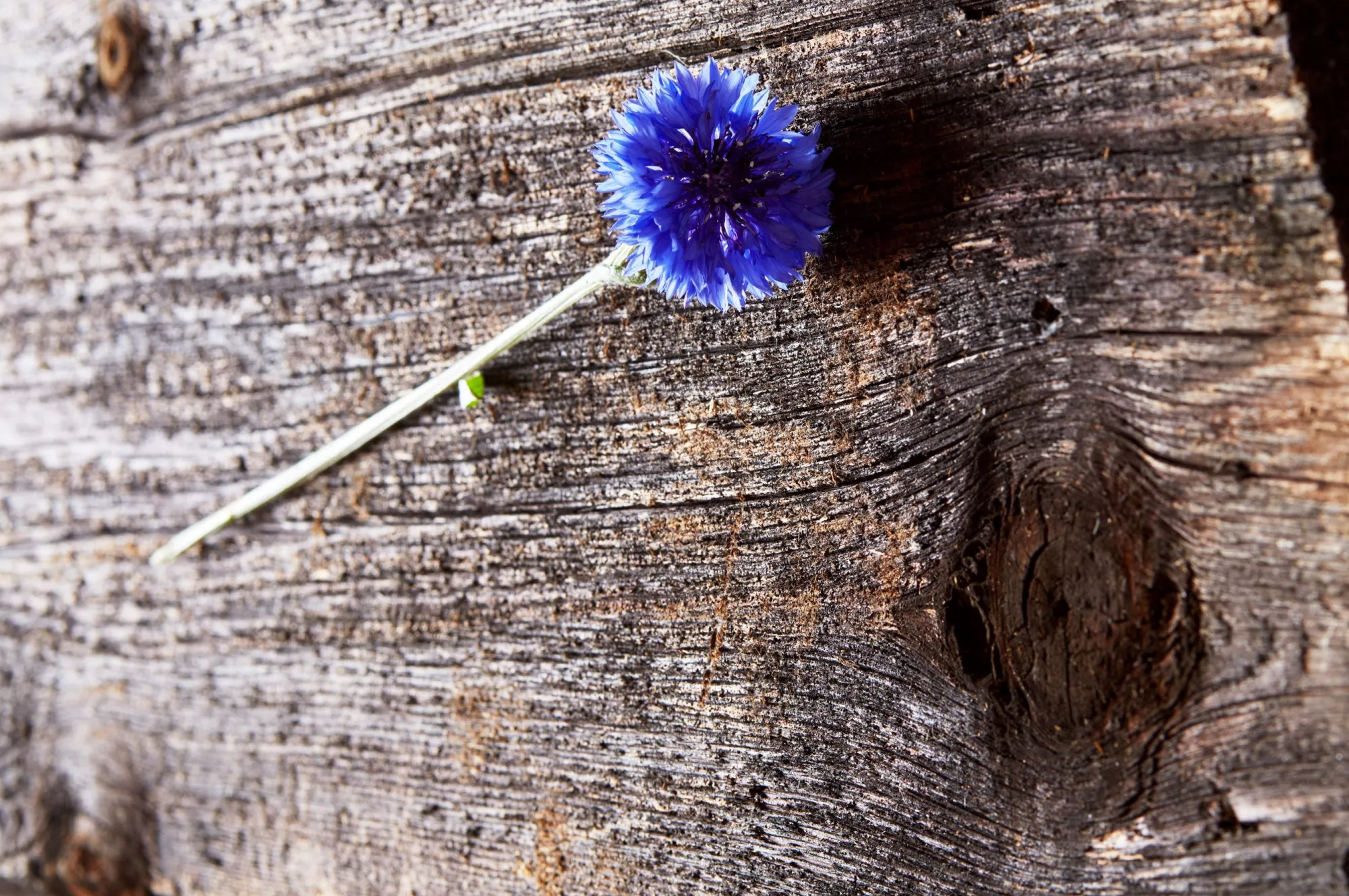 blumen-04.16.666bff8f307e0